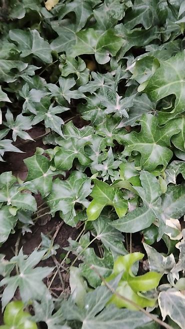 Папоротники: Оноклея (Onoclea sensibilis) — декоративный папоротник для сада и — 10