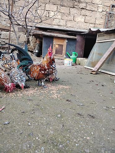 Xoruzlar: Yaponkalar satılır ünvan Əmircan — 10