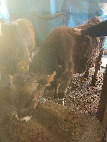 Коровы, быки: Продаю | Бык (самец) | Полукровка | На откорм — 15