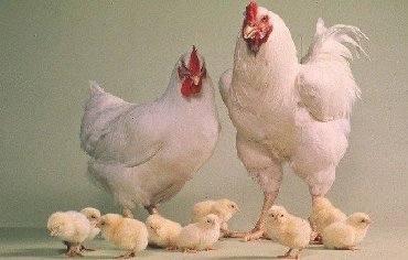 цыплята бройлера: Сатам | Балапандар | Бройлер | Көбөйтүү үчүн