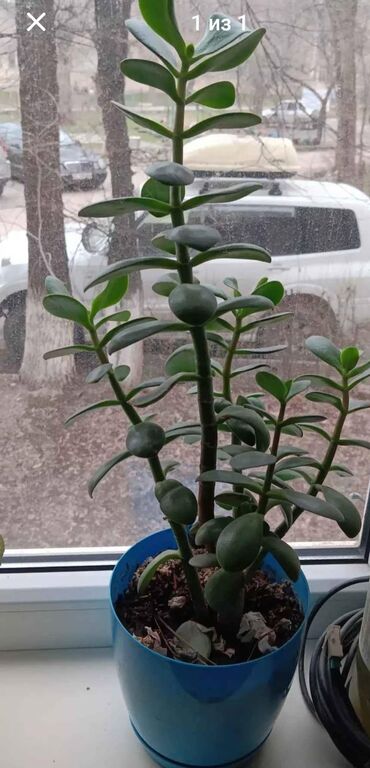 дерево сакуры: Денежное дерево