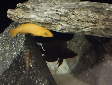 Balıqlar: Cixlid balığı -da lalafo.az — 5 Balıqlar: Cixlid balığı — 5