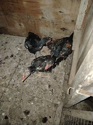 тап аз птицы: Сhicks, Для разведения — 6