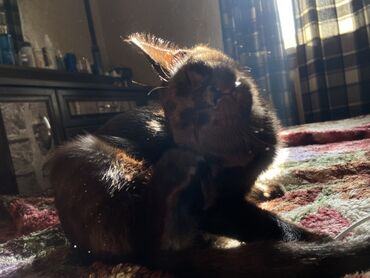 бельгийская кошка цена: Кошка даром: Беспородная, 5 месяцев, Мальчик, Приучена к лотку, Проглистована