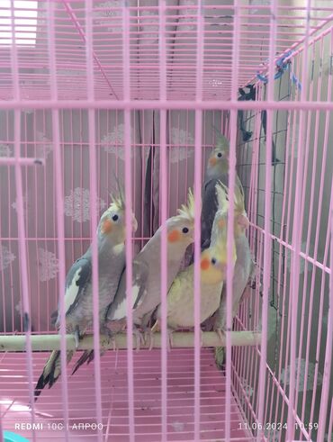 Птицы: Продаются птенцы кареллы. из домашнего выводка. цена 2000 сом. один