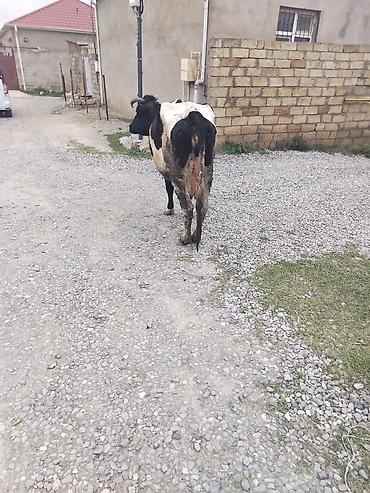 simmental inək cinsi: Salam cins inay satilir balasi diwidi hal hazirda 17 letir sagilir — 4