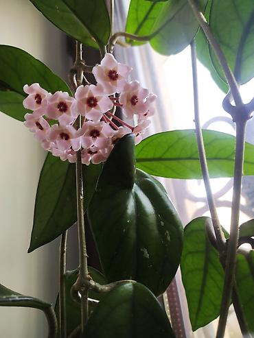 hoya gulu: Məhsul: Hoya carnosa (Vaksliyan/Vax gülü) – çiçəkli, sarmaşıq tipli — 1