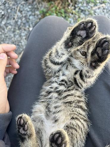 Продажа кошек: Шотландские вислоухие котята (Scottish Fold) - Порода: шотландская — 1