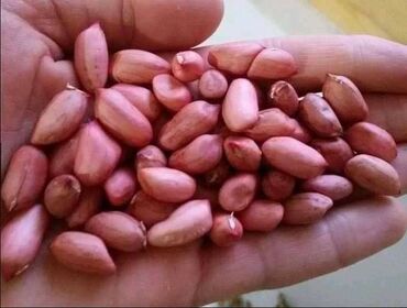 vilerovi gobleni seme i konci: Seme domaćeg kikirikija 🥜 Nije zahtevan i uz malo truda možete imati