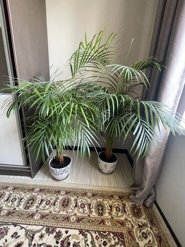 финик пальма: Комнатный цветок «Хризолидокарпус» высота - 1,50 м диаметр - 1м За
