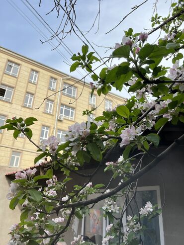 сдаю однокомнатную квартиру кок жар: 1 бөлмө, Менчик ээси, Чогуу жашоосу жок, Толугу менен эмереги бар