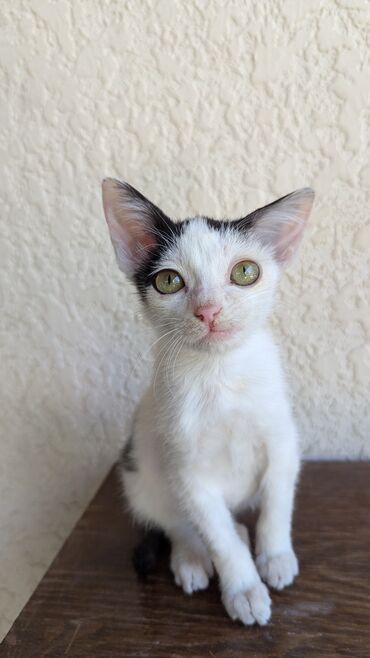 котёнок бесплатно: Отдаем в добрые руки! Нашли котенка, девочка. Мы помыли и