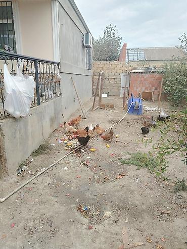 cücə və xoruz: Toyuq, Yumurtalıq — 5