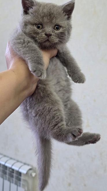 Pişiklər: Şotland — 17