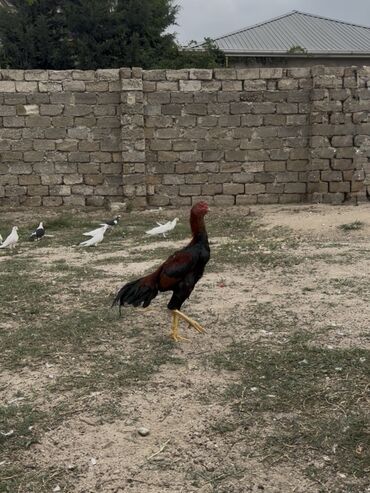 simental inekler azerbaycanda: Xoruz, Heyratı, il: >5
