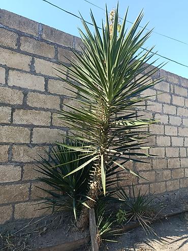 çilədağı bitkisi hardan almaq olar: Yucca (Yukka) dekorativ ağac - Növ: Yucca – sərt, iti uclu — 2