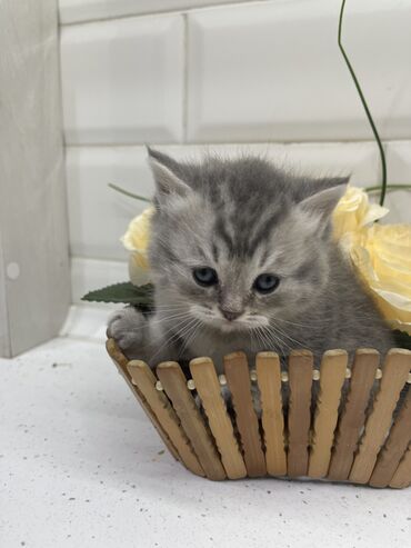 Продажа кошек: Скотиш Страйт (Шотландская прямоухая), 2 месяца, Девочка, Голубой, Приучена к лотку