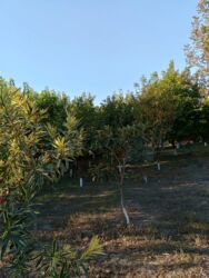 Həyət evləri və villaların satışı: Həyətyanı sahəsi olan daş tikili - Daş divarlı, möhkəm konstruksiyalı — 5