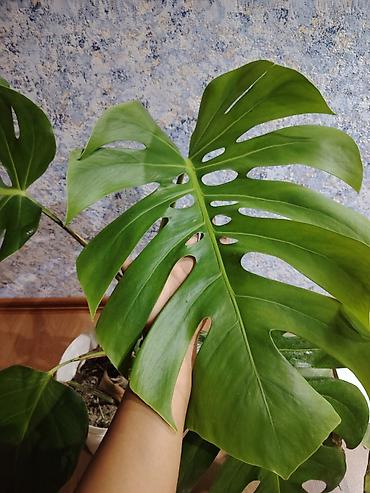 монстера: Monstera deliciosa (Şveytsariya pendiri bitkisi) – dekorativ böyük — 3