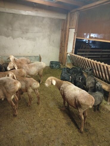 продажа коров: Сатам | Ургаачы кой (ургаачы) | Көбөйтүү үчүн | Ургаачы