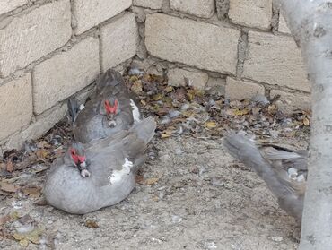 Ördəklər: LAVANDA lal ördekler. 8 aylıq erkeylerdi .damazdiq heyvanlardi.temiz — 5