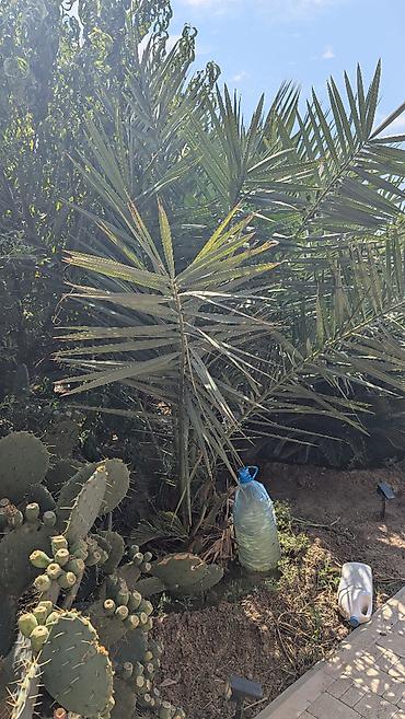 сколько стоит пальма в горшке: Xurma palması, həmçinin Feniks, finik palma. Xurma ağacına necə — 8