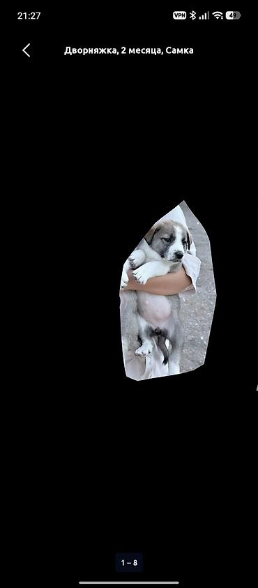 кошки серые: Алабай, 1 месяц, Самка — 3