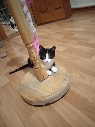 Вязка кошек: Котёнок кошечка — чёрно-белые «смокинги» . Яркие жёлто-зелёные глаза — 1