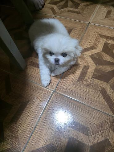 İtlər: Pekines, 2 ay, Dişi — 6