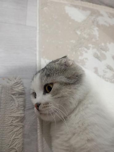 цена шотландского вислоухого кота: Скотиш Фолд (Шотландская вислоухая), 1 год, Мальчик, Биколор, С прививками — 3
