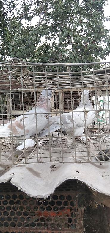 кошки сокулук: Продаю две пары голубей все вопросы по номеру телефона — 5