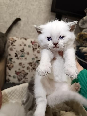 Pişiklər: Şotland, Ödənişli çatdırılma — 23