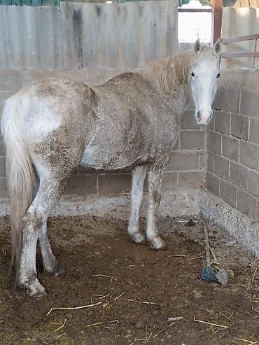Лошади, кони: Продаю | Кобыла (самка) | Для разведения — 1