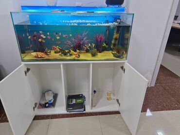 akvarium balıqları: Akvarium, 20 den cox baliq, filtir, qizdirici, termometir, altinin