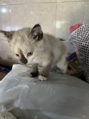 кошка сфинкс с шерстью: Отдам в добрые руки — 7