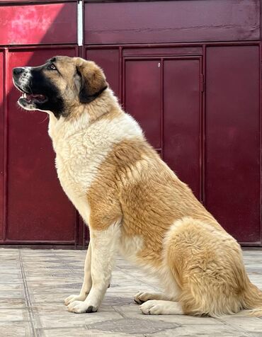 labrador it: Qurdbasar, 11 ay, Dişi, Peyvəndli, Ünvandan götürmə