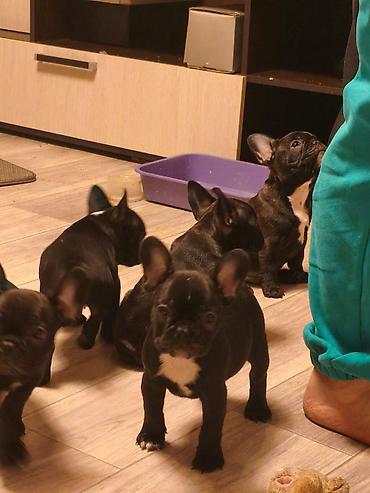 Продажа собак: Бульдог, 2 месяца, Самец, С прививкой at lalafo.kg — 2 Продажа собак: Бульдог, 2 месяца, Самец, С прививкой — 2