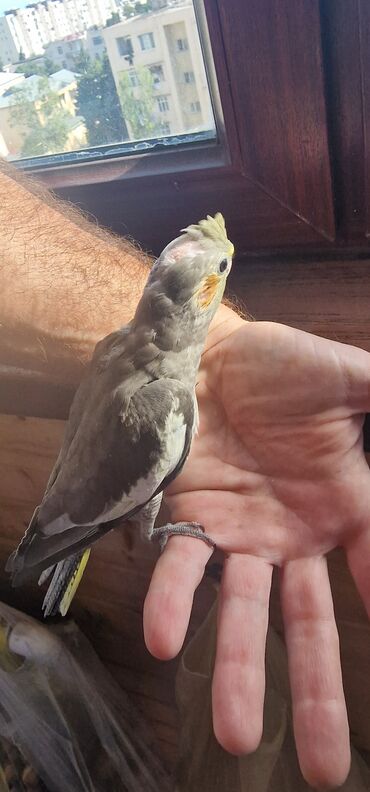 qızıl quş: Corella balalari, 2 ayliq