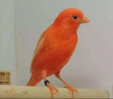 Канарейки красные поющий самец возраст 1 год есть и другие цвета
