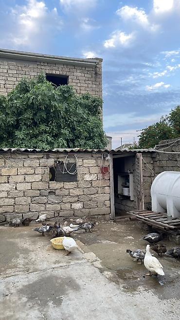 zvanok it type 0: Muscovy ördəkləri (indo-ördəklər) – müxtəlif rənglərdə sürü — 3