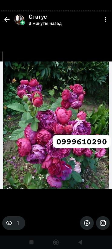 Rose saplings: Саженцы — 5