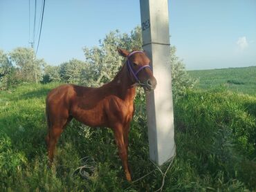 машинка для животных: Продаю | Кобыла (самка), Конь (самец), Жеребец | Полукровка, Першерон, Дончак | Для разведения, Конный спорт | Племенные