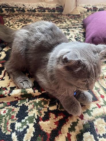 british shorthair qiymetleri: Şotland yastı qulaq — 2