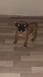 сколько стоит королевский дог: Боксёр, 1 месяц, Самец