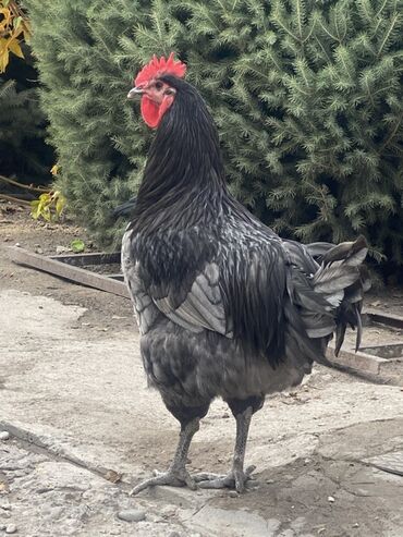 купить декоративных курей: Сатам | Короздор | Көбөйтүү үчүн