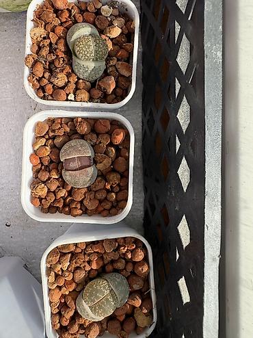 Другие комнатные растения: Продаю суккуленты — 10