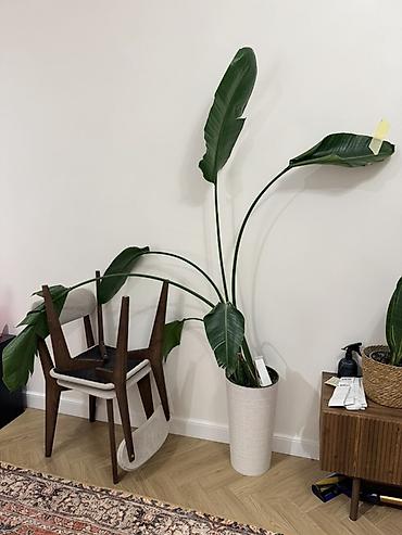 ОТДАМ В ХОРОШИЕ РУКИ Стрелиция (Strelitzia Регина ) в высоком at lalafo.kg ОТДАМ В ХОРОШИЕ РУКИ Стрелиция (Strelitzia Регина ) в высоком