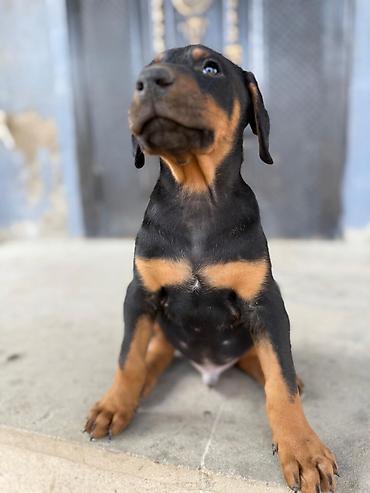 doberman balası: Doberman, 2 ay, Erkək — 4