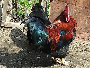 Птицы: Продаю Петушков — 2