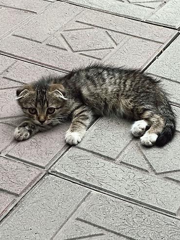 миниатюрные кошки: Шотландские вислоухие котята🩶🖤 - Порода: шотландская вислоухая — 2